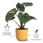 jazz rund 19cm amber gelb